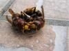 Vespa crabro